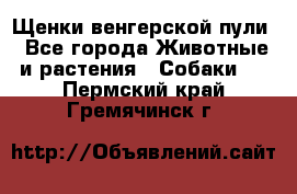 Щенки венгерской пули - Все города Животные и растения » Собаки   . Пермский край,Гремячинск г.